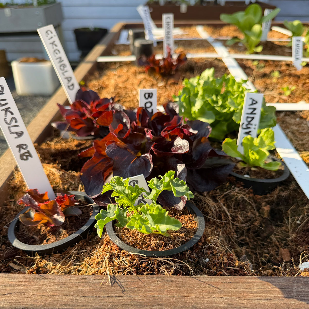Kort-voorgezaaide plantjes in één vak: klaar om te verhuizen naar een eigen vak.
