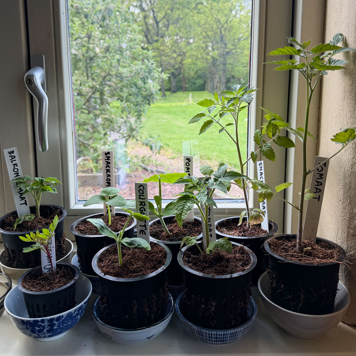 Vensterbank vol met voorgezaaide plantjes