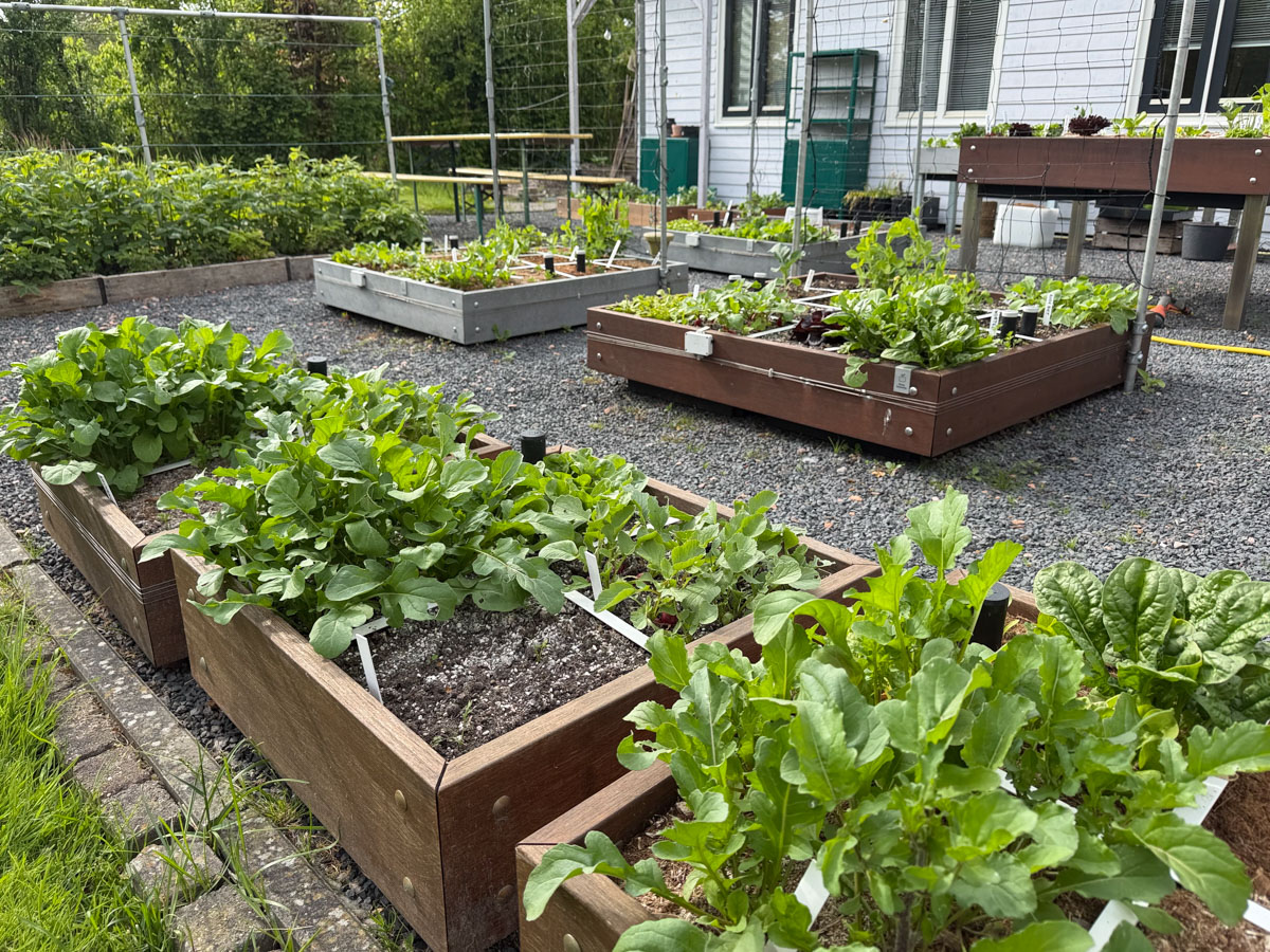 Tijd om (veel!) spinazie, rucola en radijsjes te oogsten