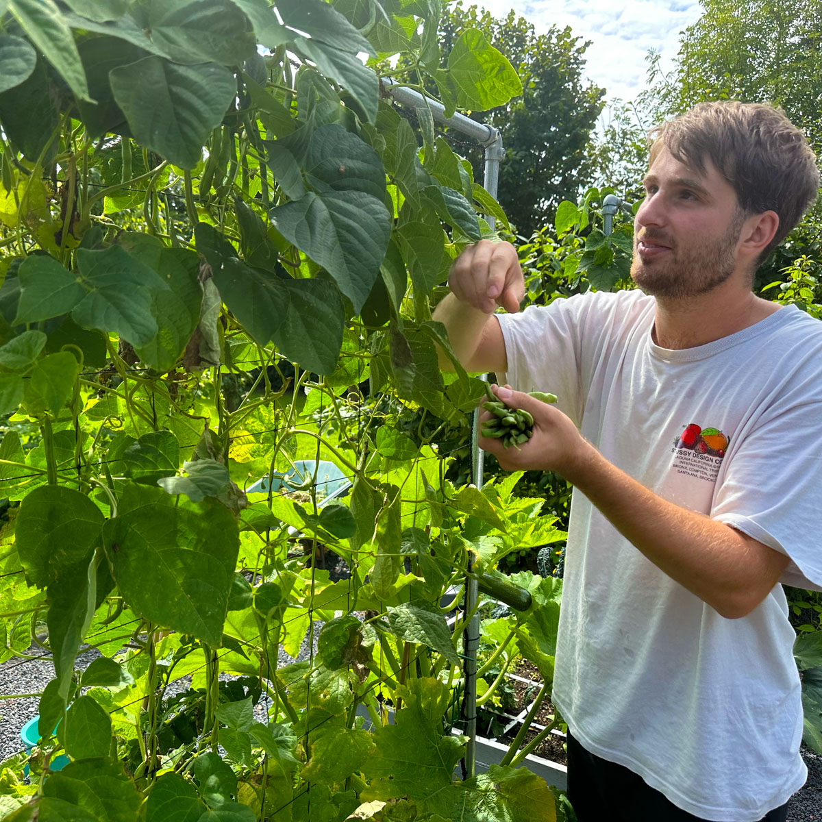 Spekbonen plukken in de Makkelijke Moestuin