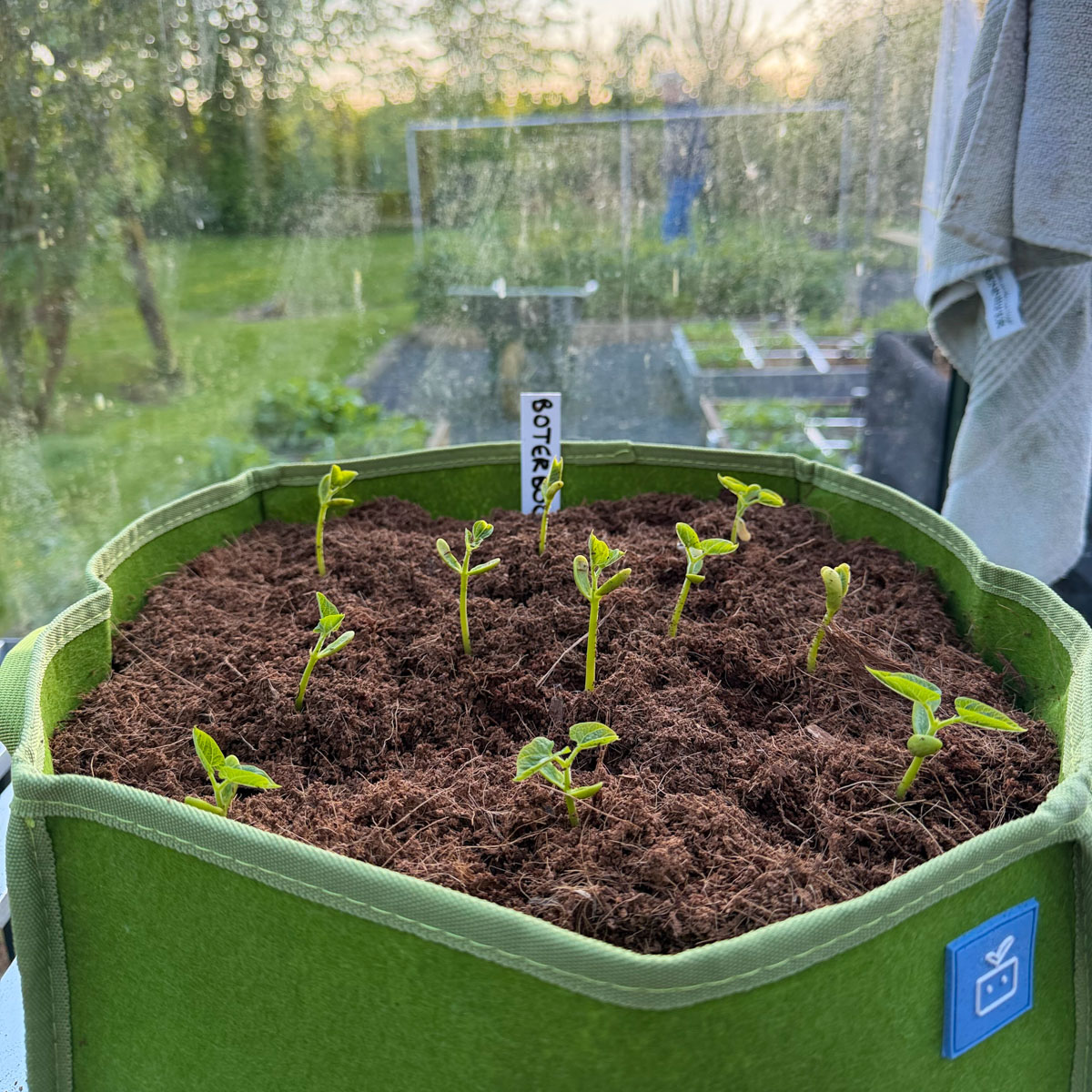 Een MM-mini met boterbonen kan met slecht weer in de kas.