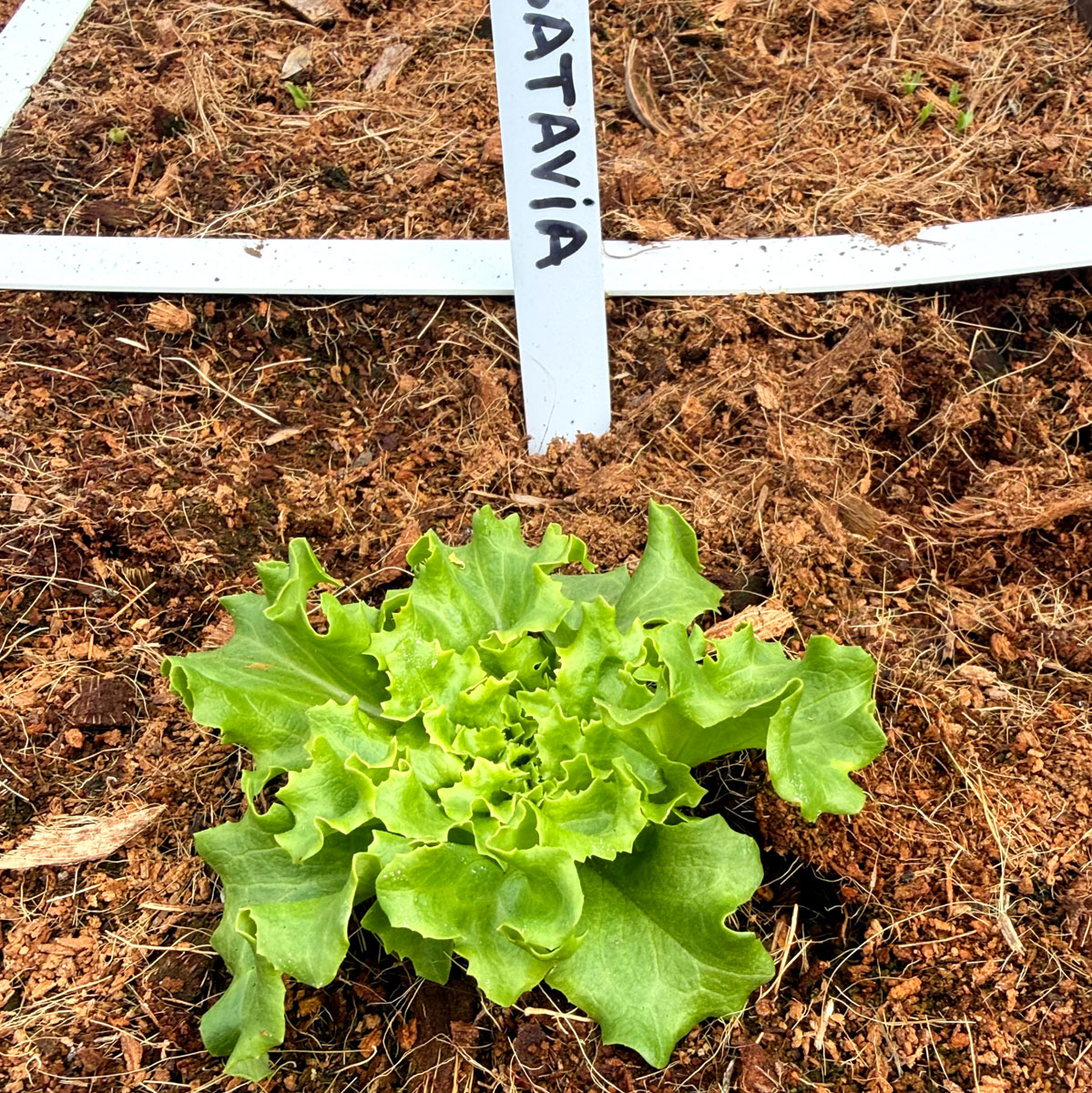 Net uitgeplant Batavia-pluksla-plantje. 