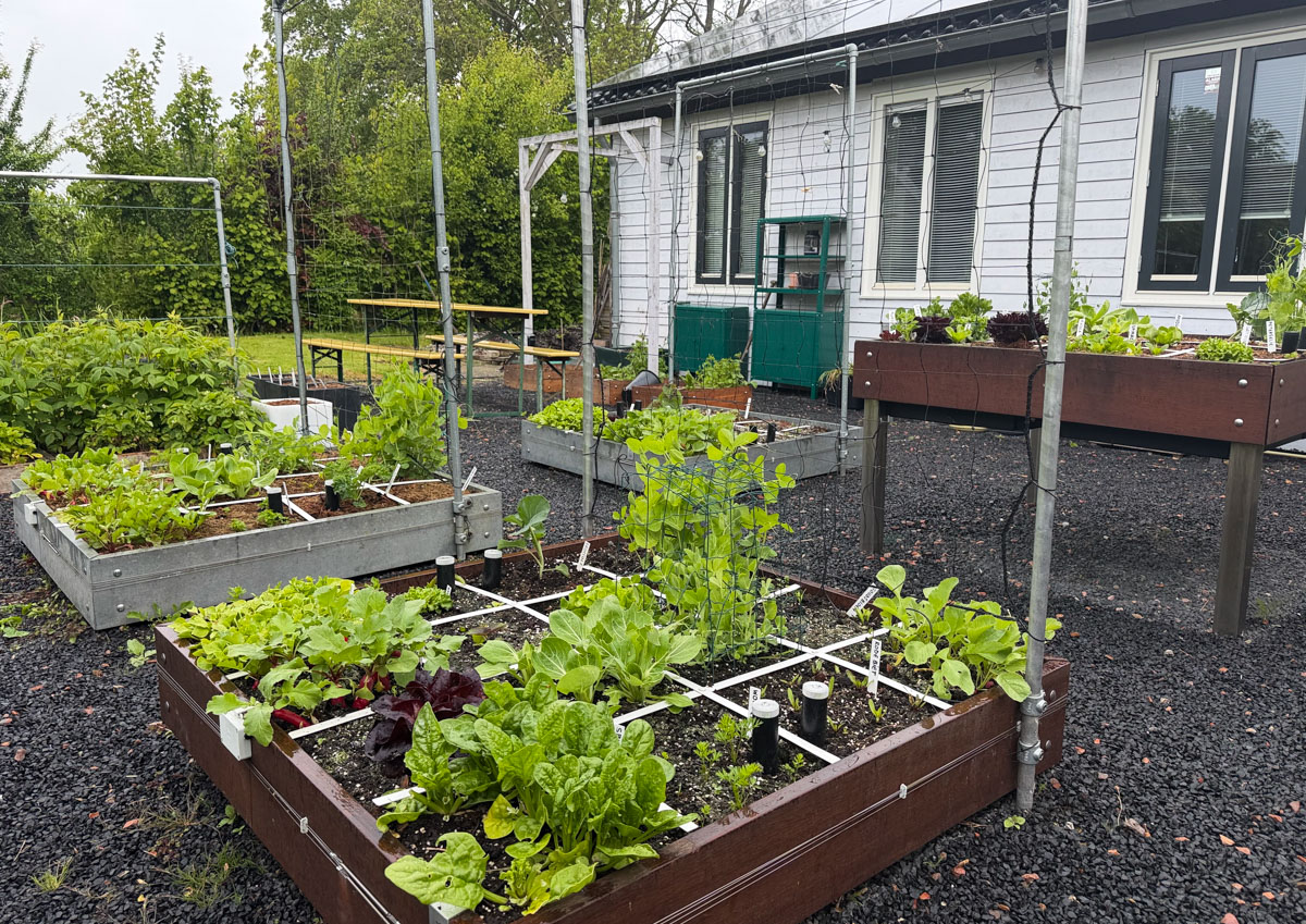 Moestuinbakken in Den Andel op 17 mei 2026: gelig door de kou.