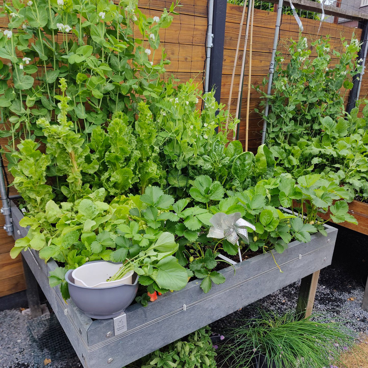 Volle Makkelijke Moestuinbakken in het zuiden: schril contrast met het noorden (foto: moestuinrob)