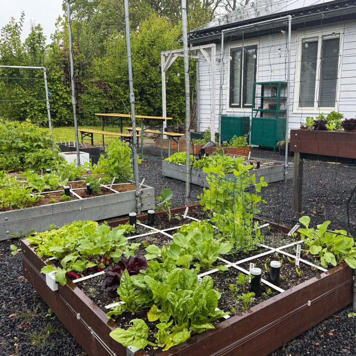 Half mei: afharden en gelige plantjes