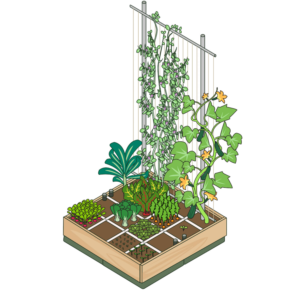 Een van de eerste schetsen voor het nieuwe Makkelijke Moestuinboek.