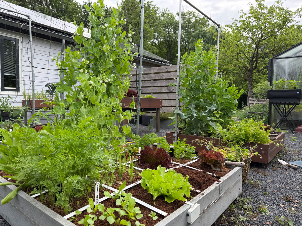 Makkelijke Moestuinbakken in onze kantoortuin op 6 juni 2026