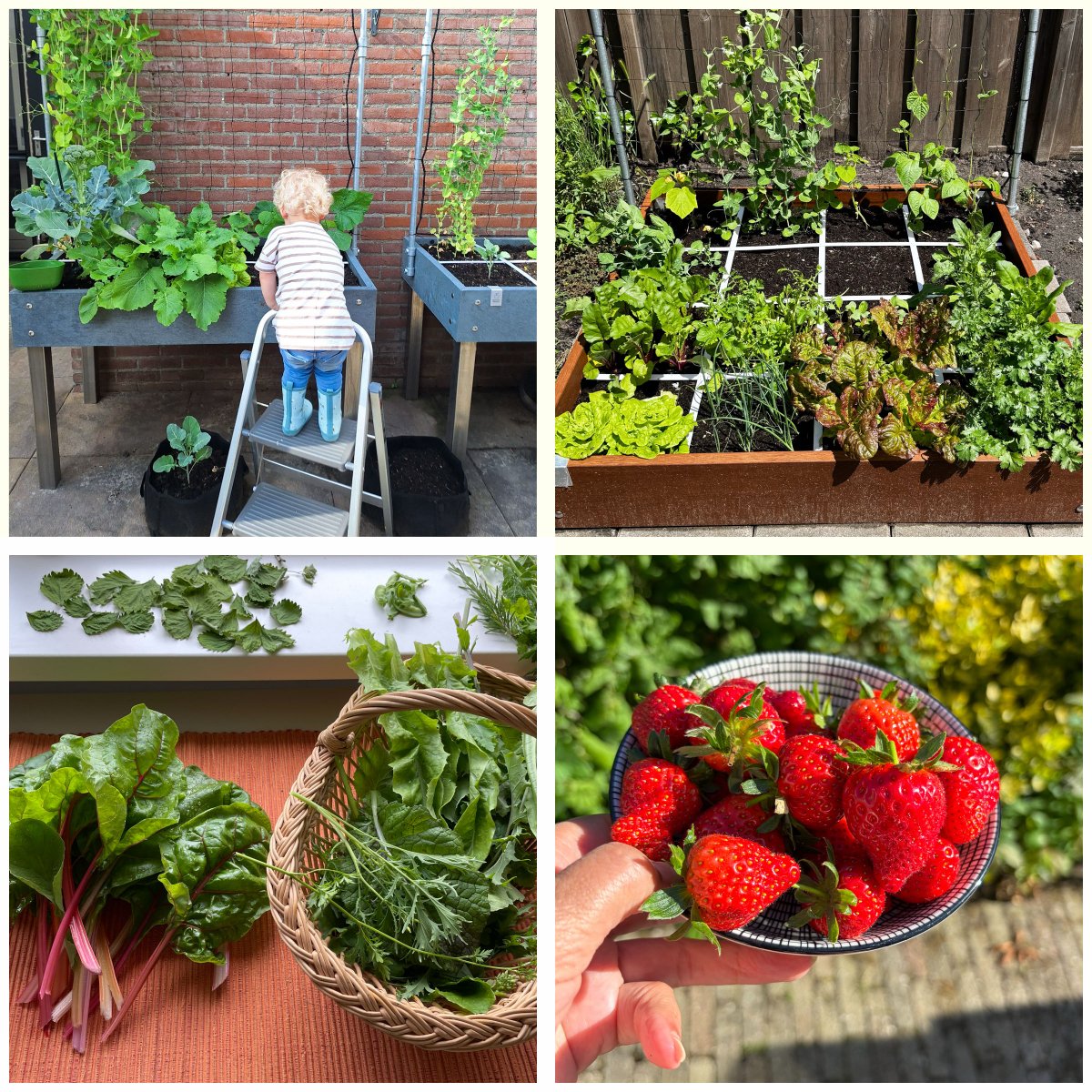 Foto's uit de Makkelijke Moestuin community: van Kaatje-zaadje, Adrenalina, JolandaNeon en Sandra 