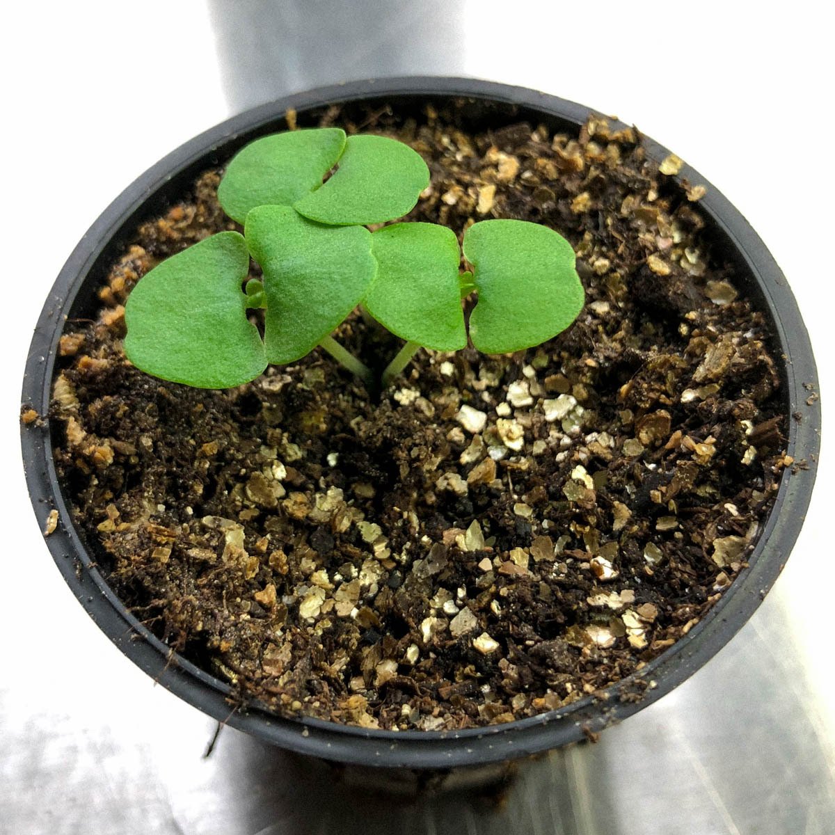 Small bush basil seedlings 