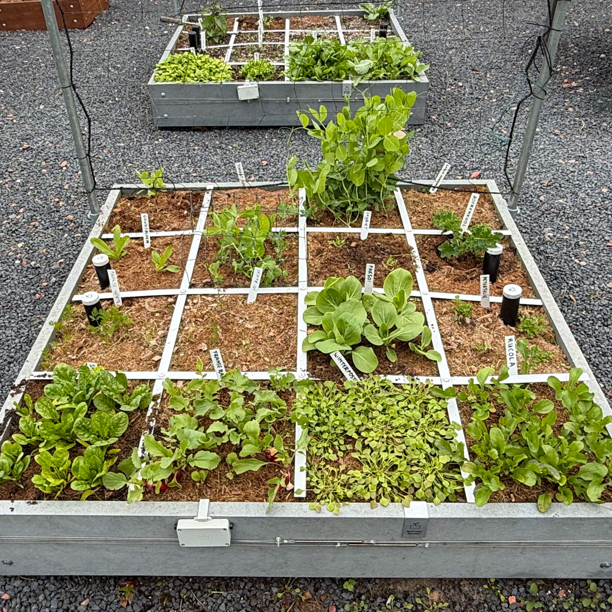 Vooraan: Makkelijke Moestuinbak met kokosmix, achteraan: met klassieke MM-mix