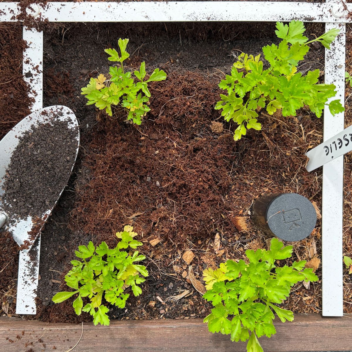 Maak geultjes rond je planten en vul die met wormencompost