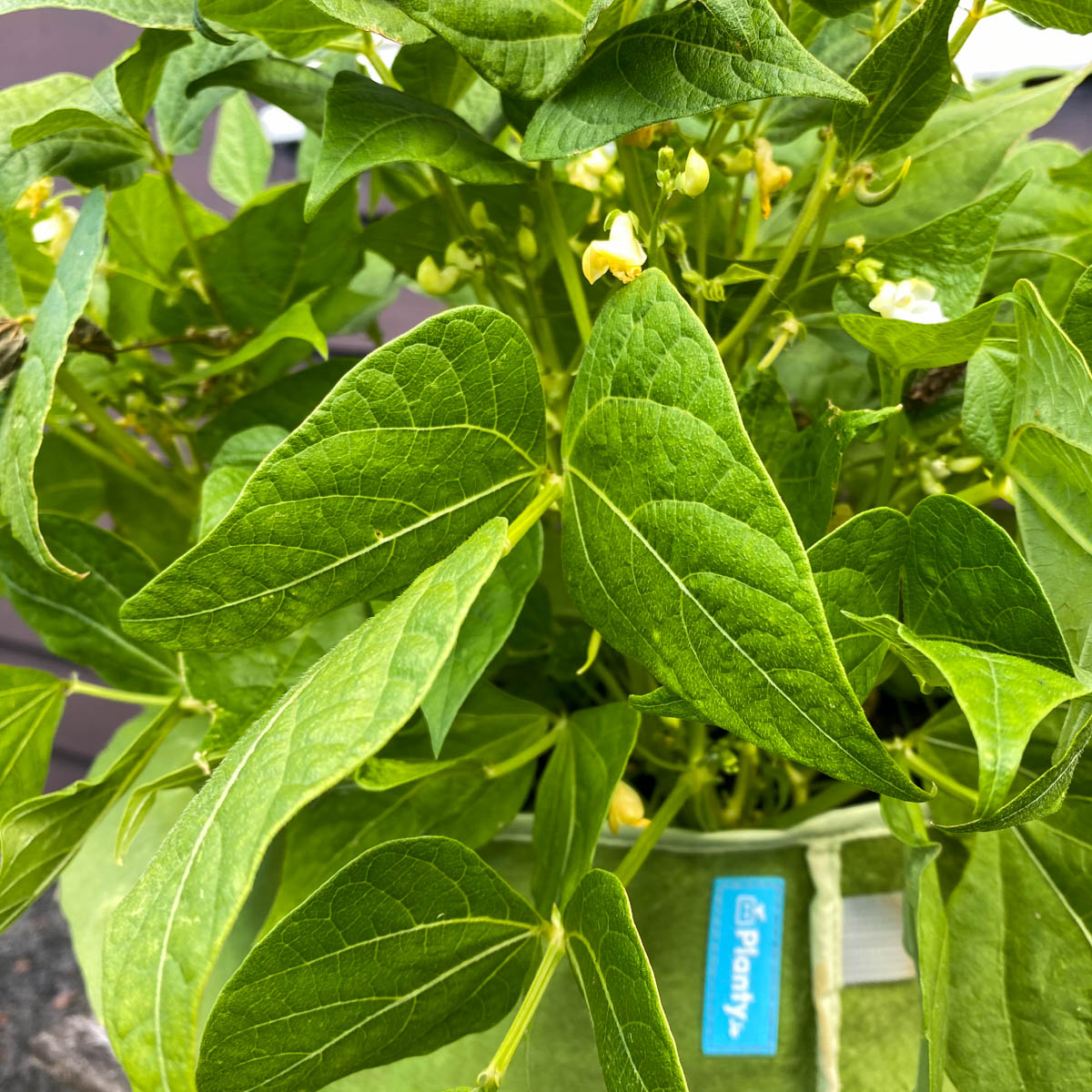 Bloeiende stamboontjes in een Makkelijke Moestuin mini of Planty