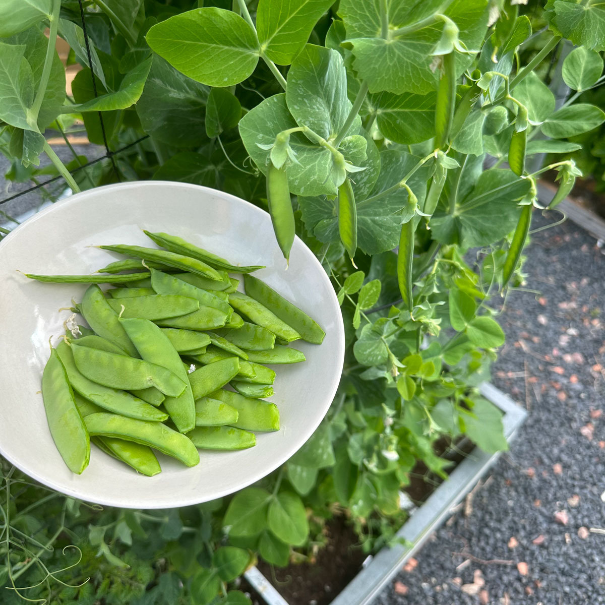 Oogsten van peultjes in de Makkelijke Moestuin