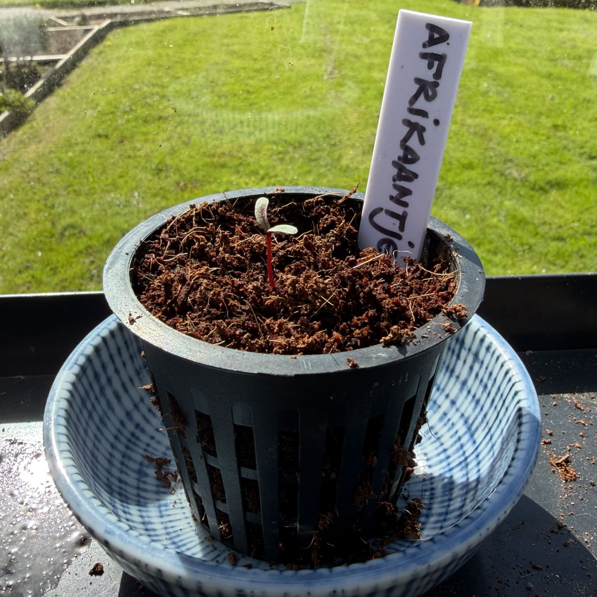 Pots with small African marigold seedlings