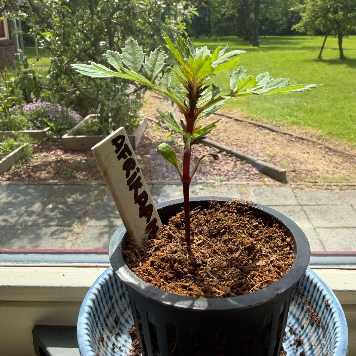 Voorgezaaid plantje van het Afrikaantje in de vensterbank