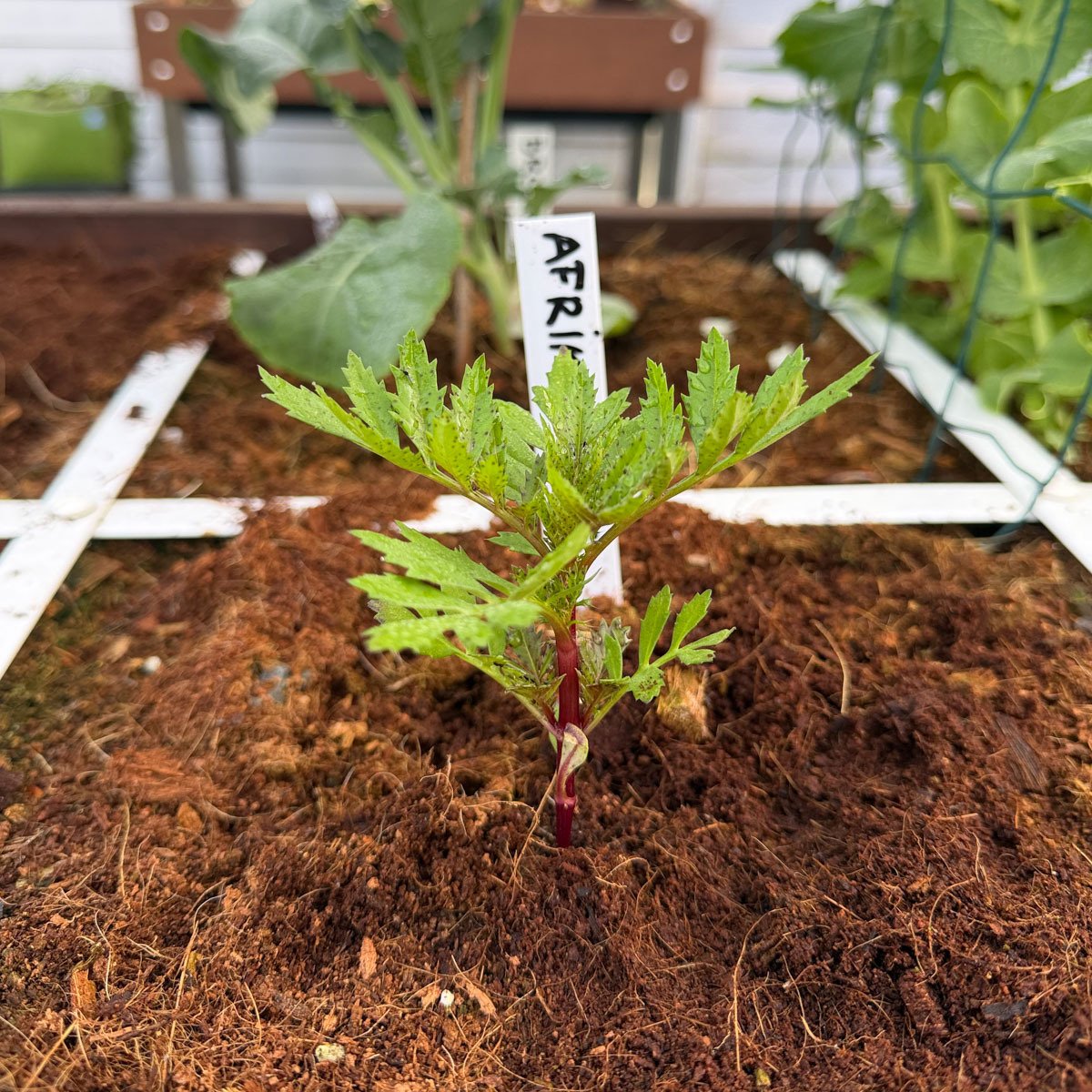 African marigold just transplanted into a Makkelijke Moestuin garden box