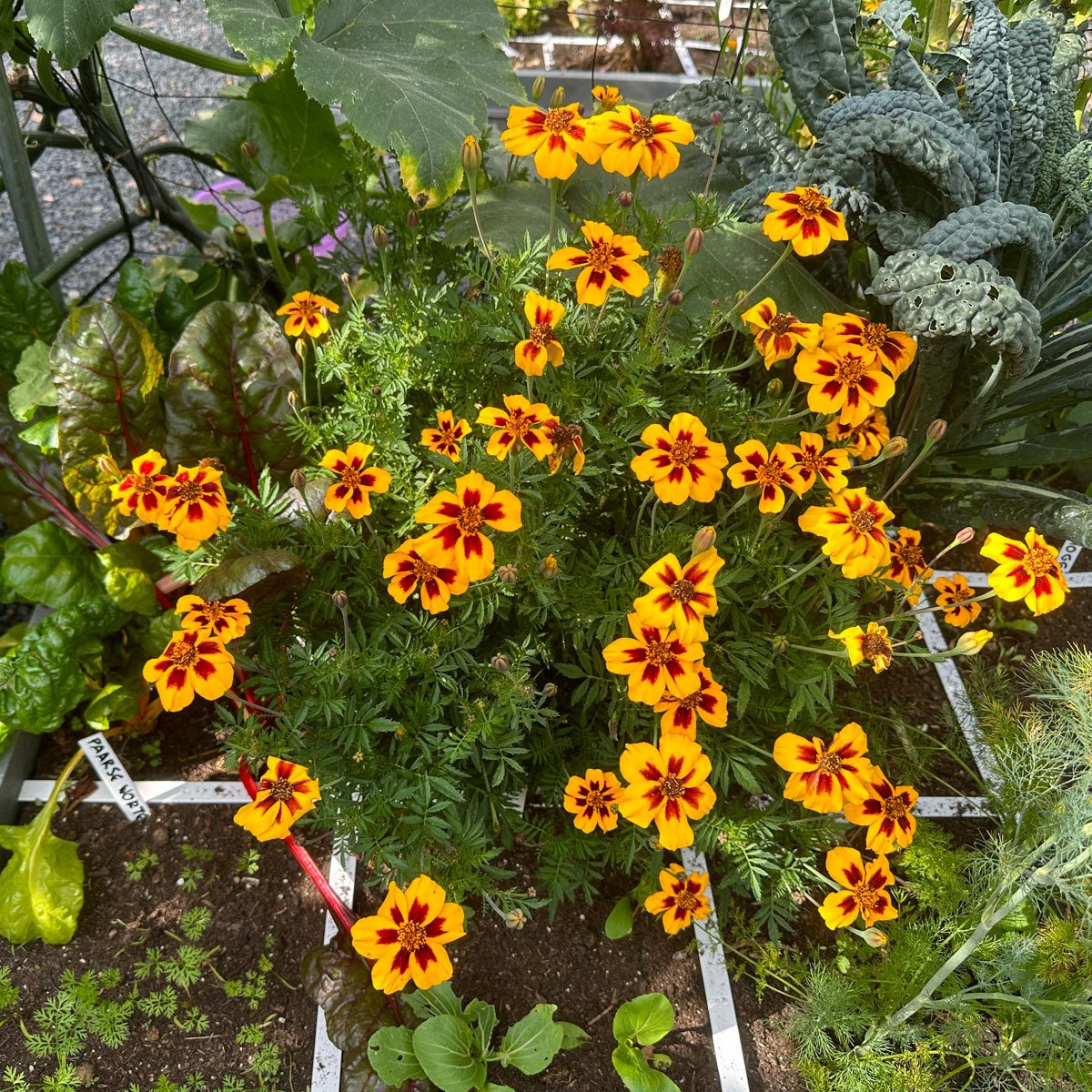 Marigold in the Planty Garden