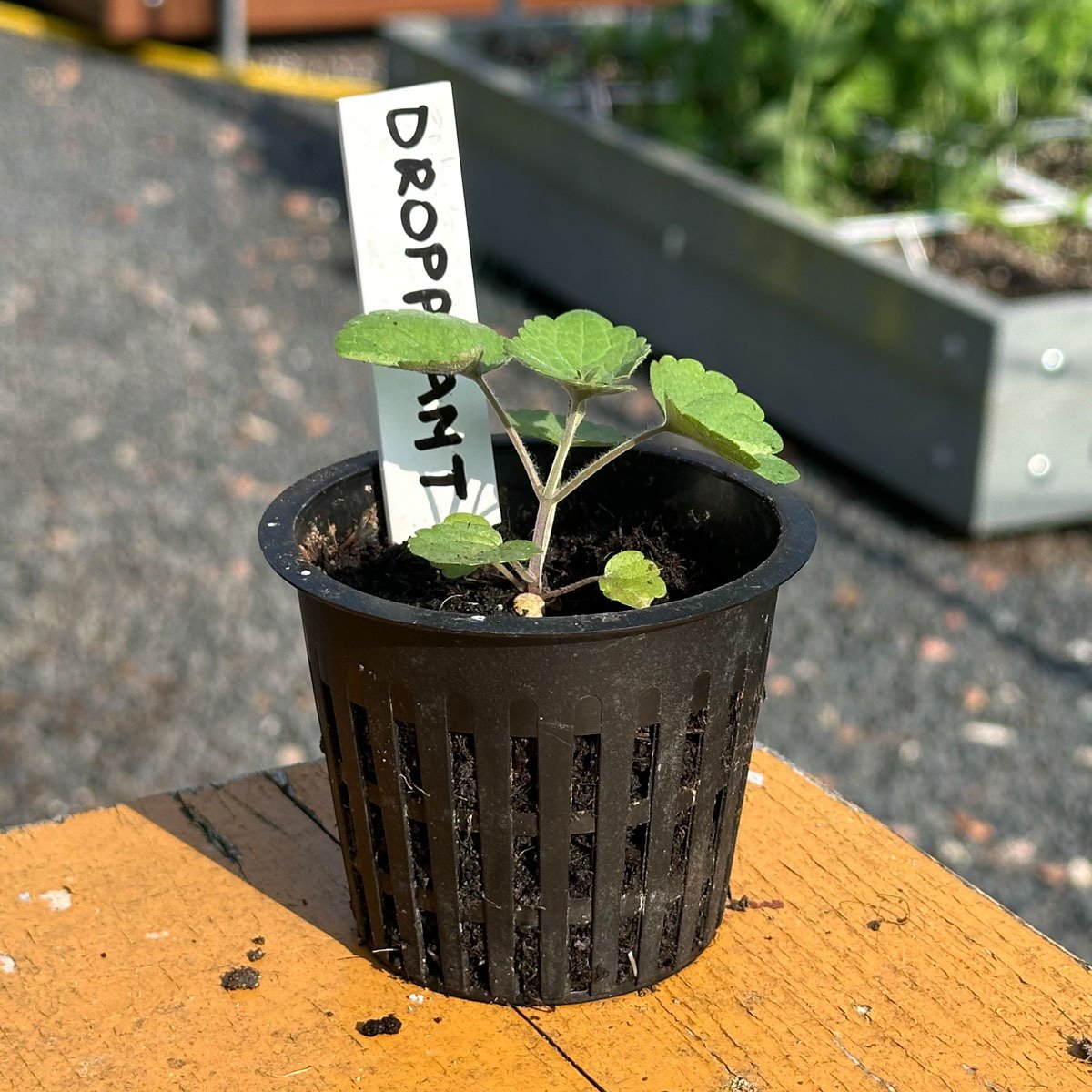 Voorgezaaid plantje van de dropplant