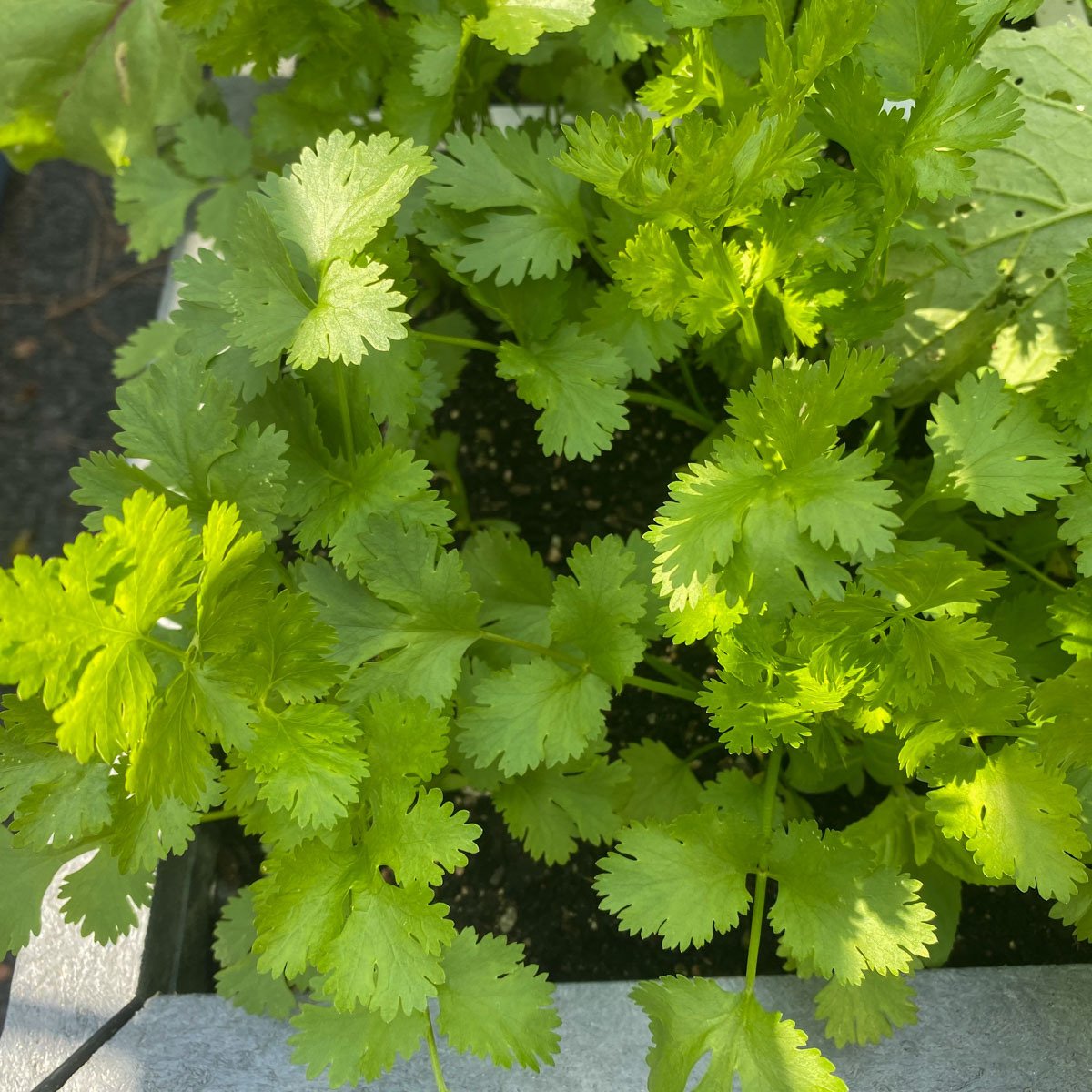 Cilantro in a Makkelijke Moestuin