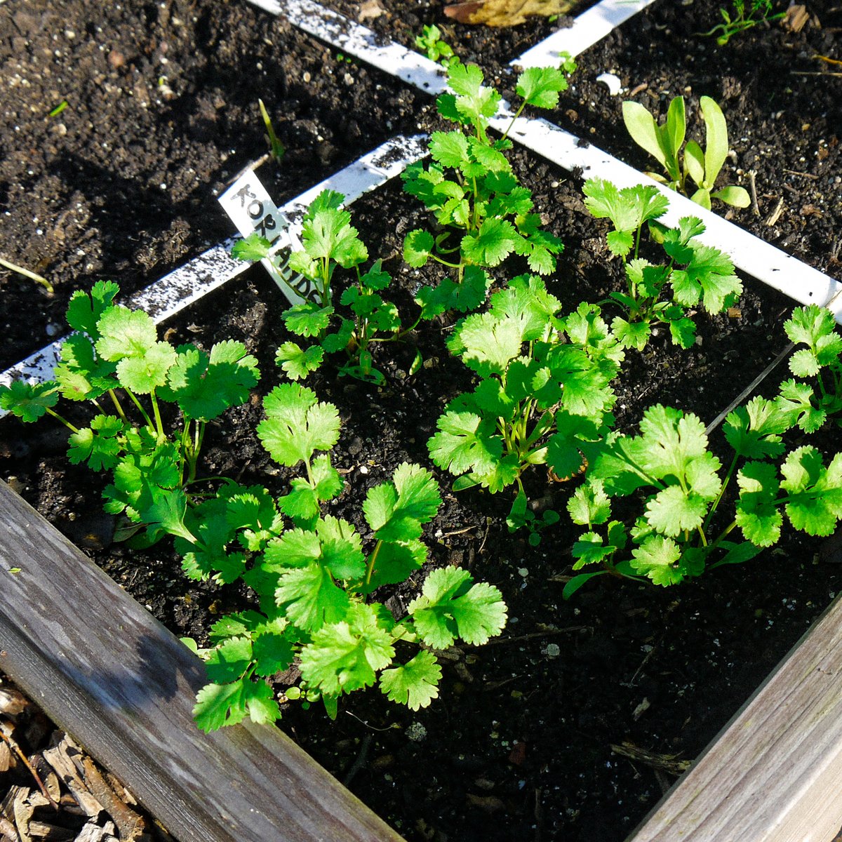 Korianderplantjes: bijna klaar om van te oogsten