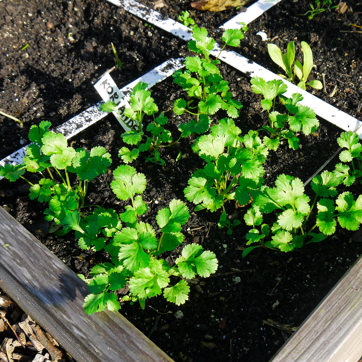 Korianderplantjes: bijna klaar om van te oogsten