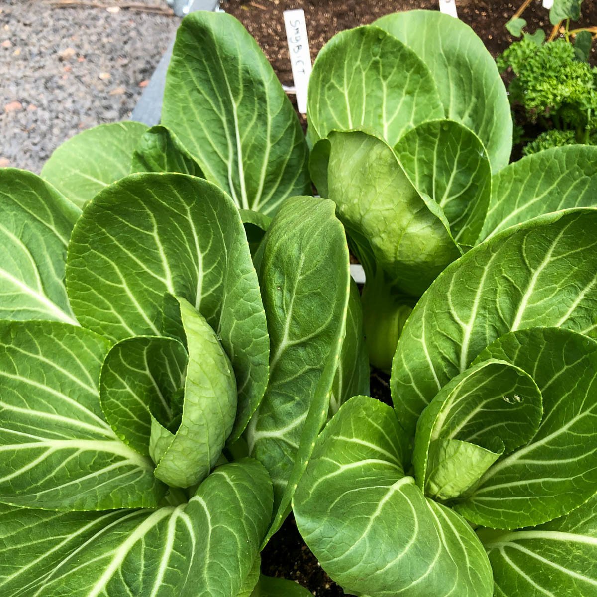 Volwassen paksoi van de Makkelijke Moestuin: klaar om te oogsten.