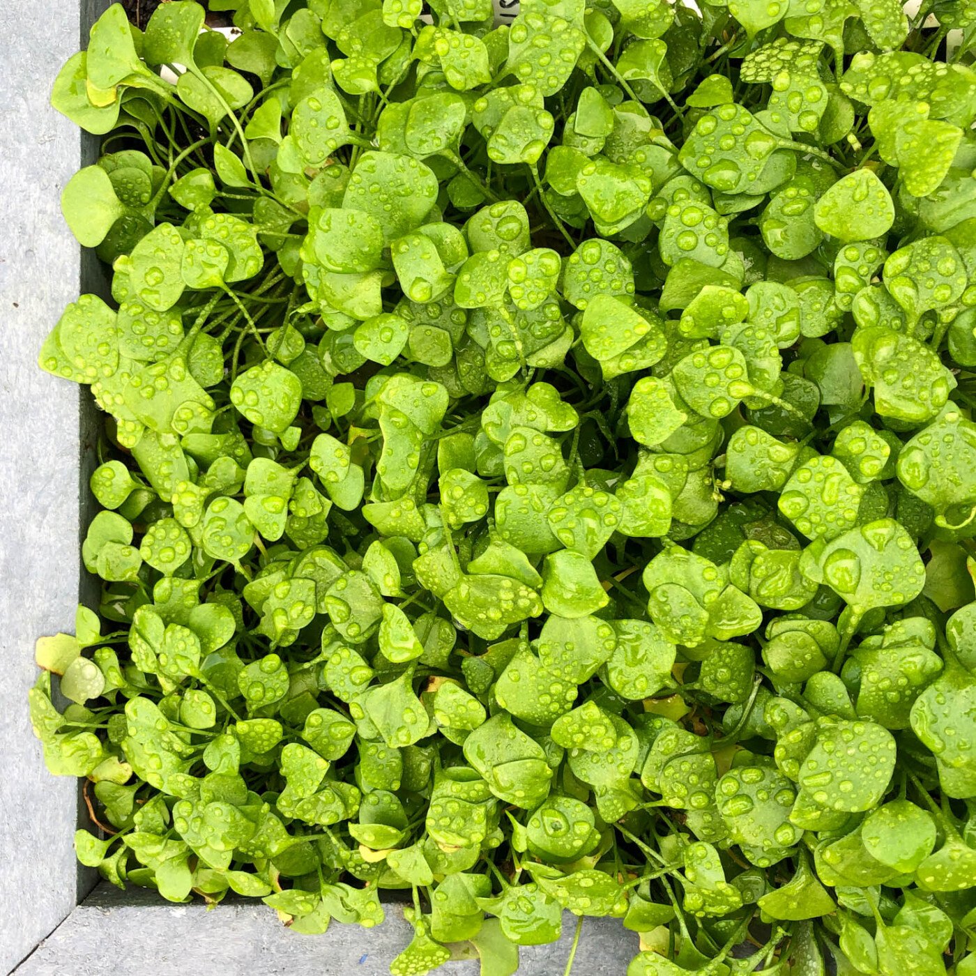 Winter purslane is a super food with tons of vitamins and minerals