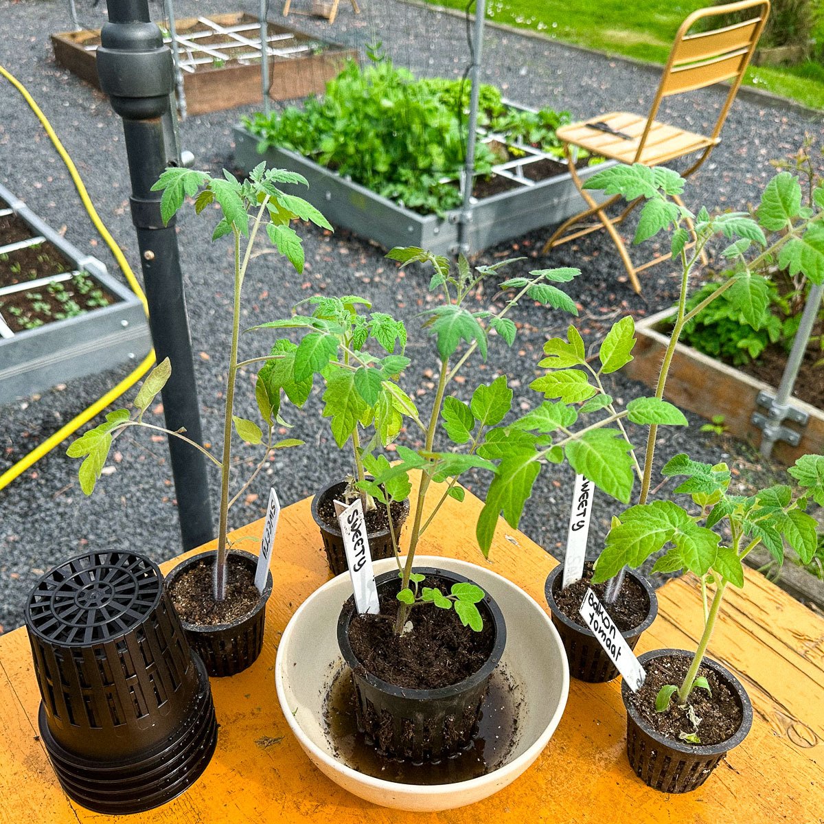 Voorgezaaide tomaten zet je na een week of 5 over in een grotere pot met Makkelijke Moestuinmix