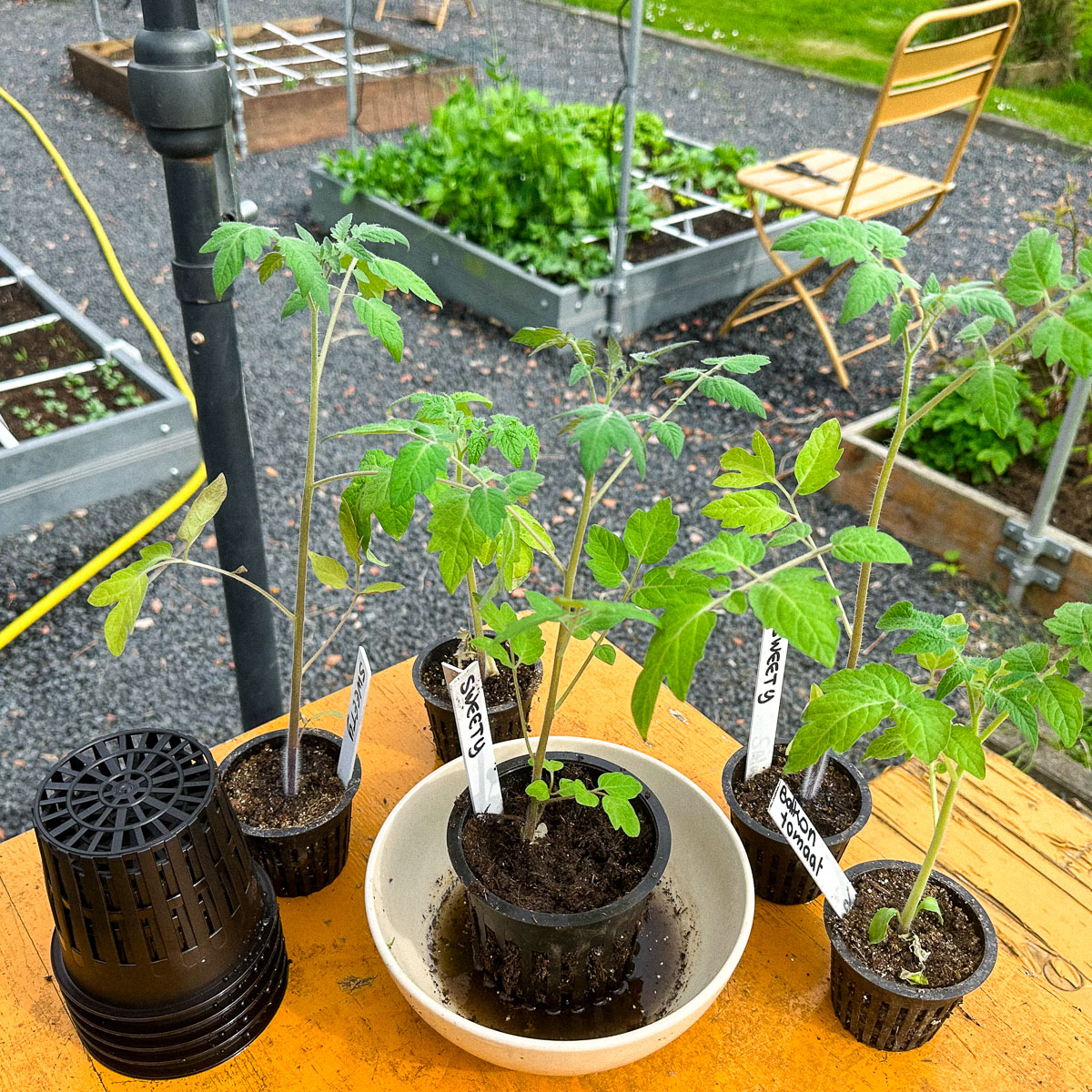 Voorgezaaide tomaten zet je na een week of 5 over in een grotere pot met Makkelijke Moestuinmix