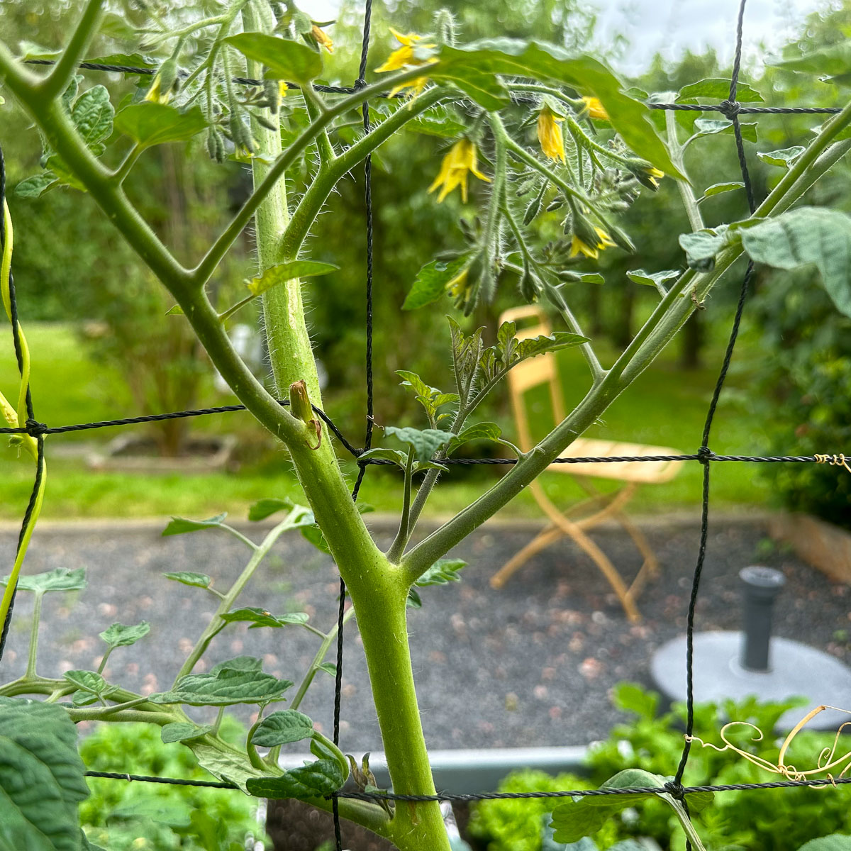 De zijscheuten bij tomaten - in de oksels van het blad -verwijder je zo snel mogelijk
