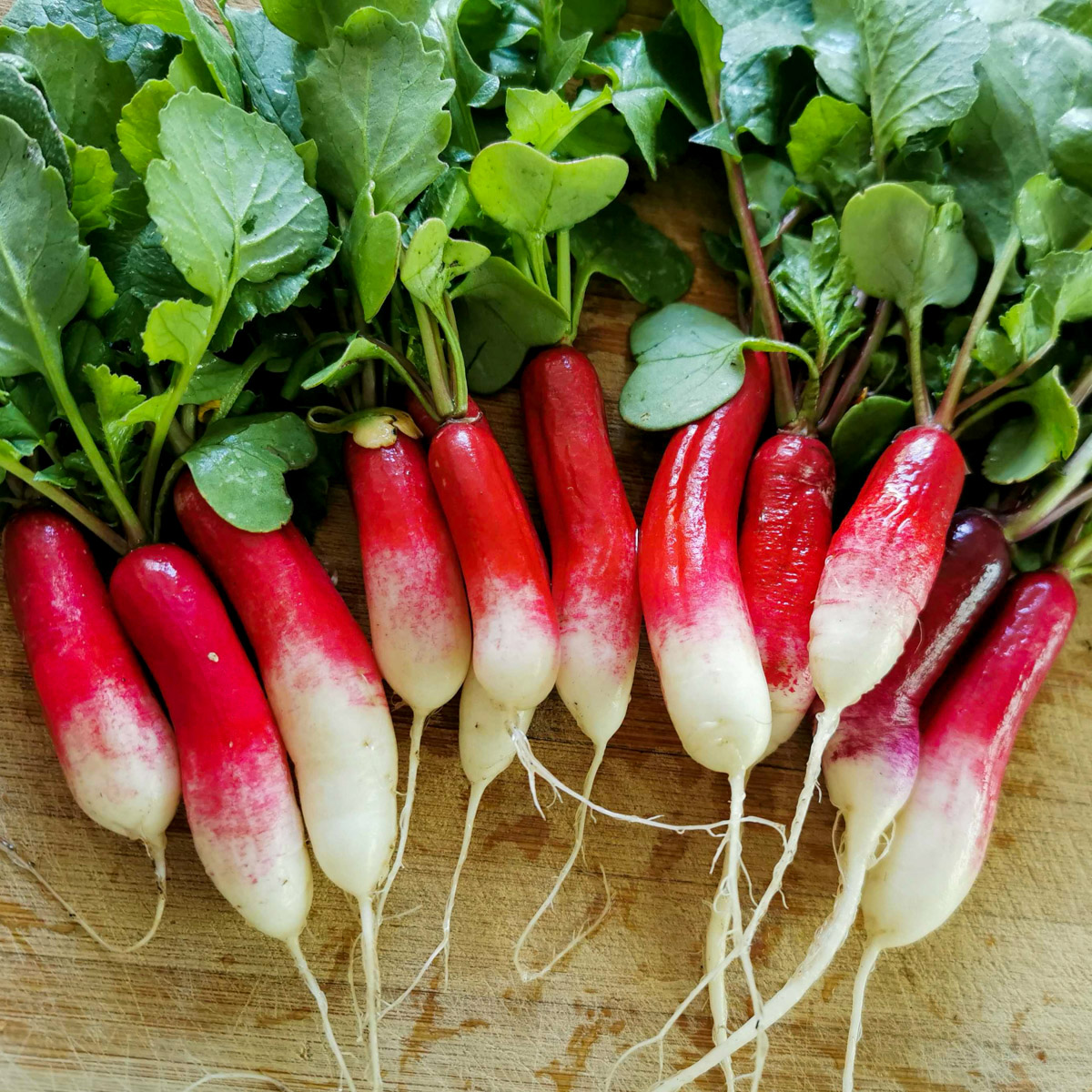 Franse radijs van de Makkelijke Moestuin