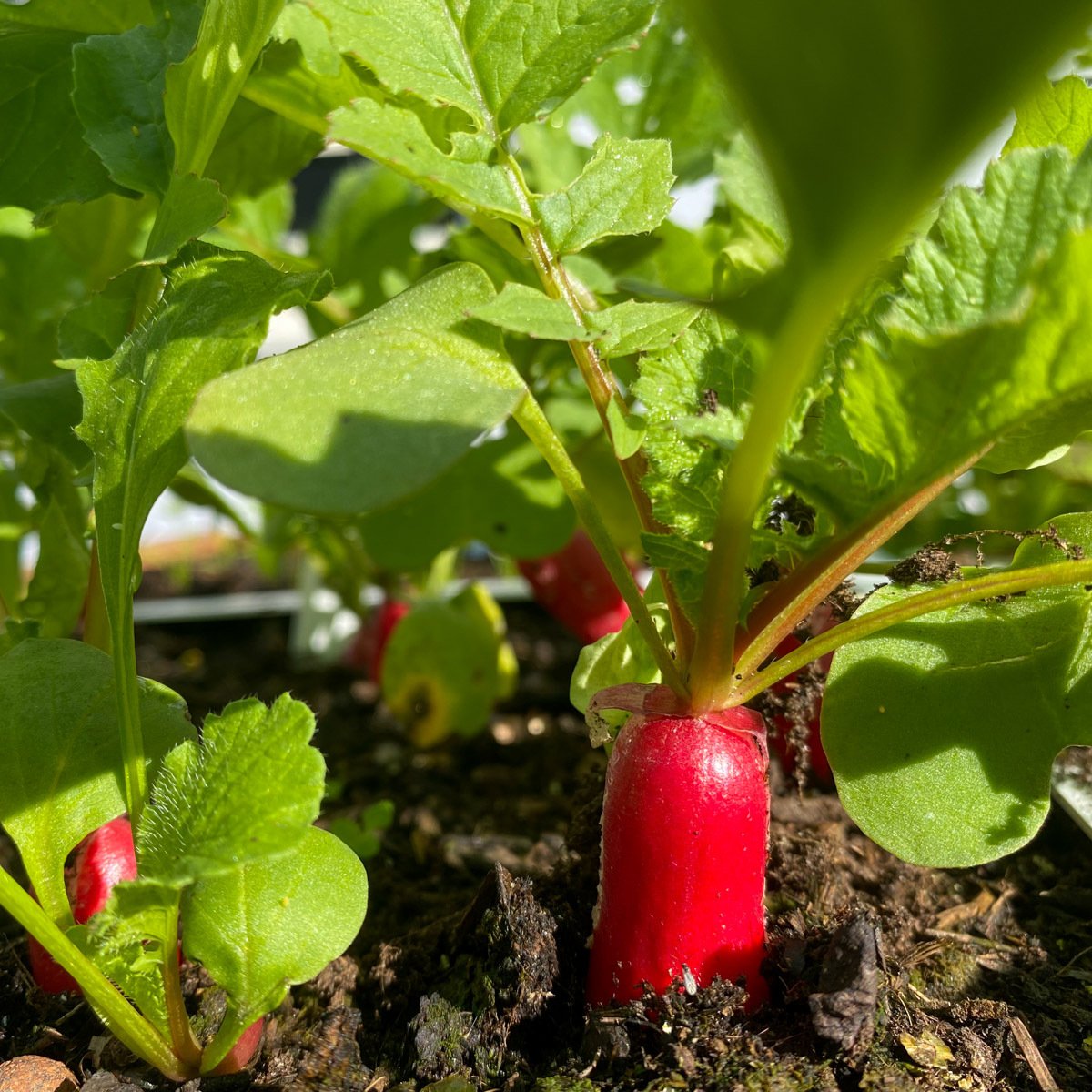 Franse radijsjes groeien een stukje boven de Makkelijke Moestuinmix uit