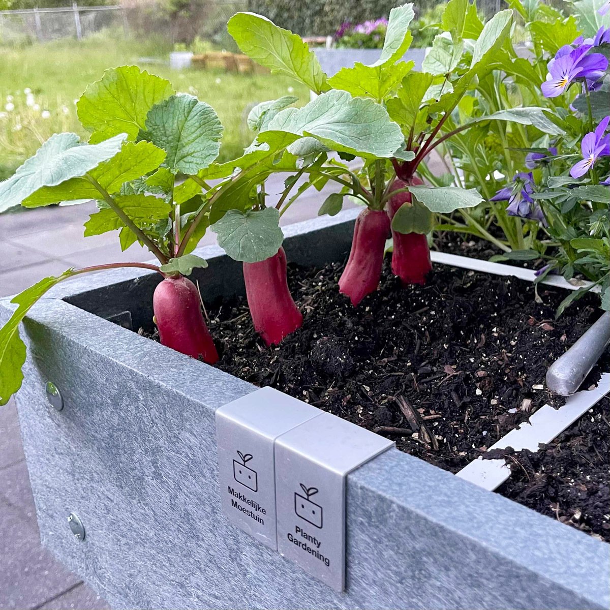De laatste Franse radijzen in het vak van een Makkelijke Moestuinbak