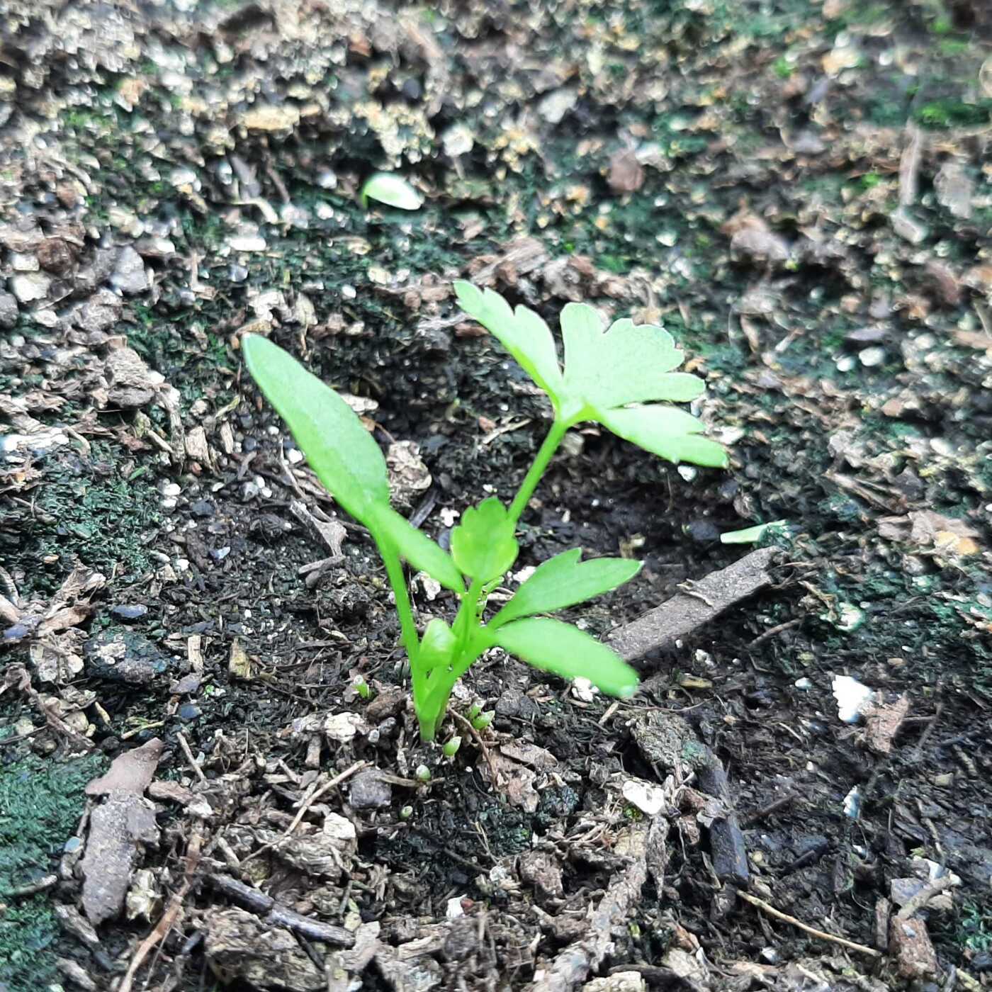 Platte peterselie van de Makkelijke Moestuin: van zaailing naar klein plantje