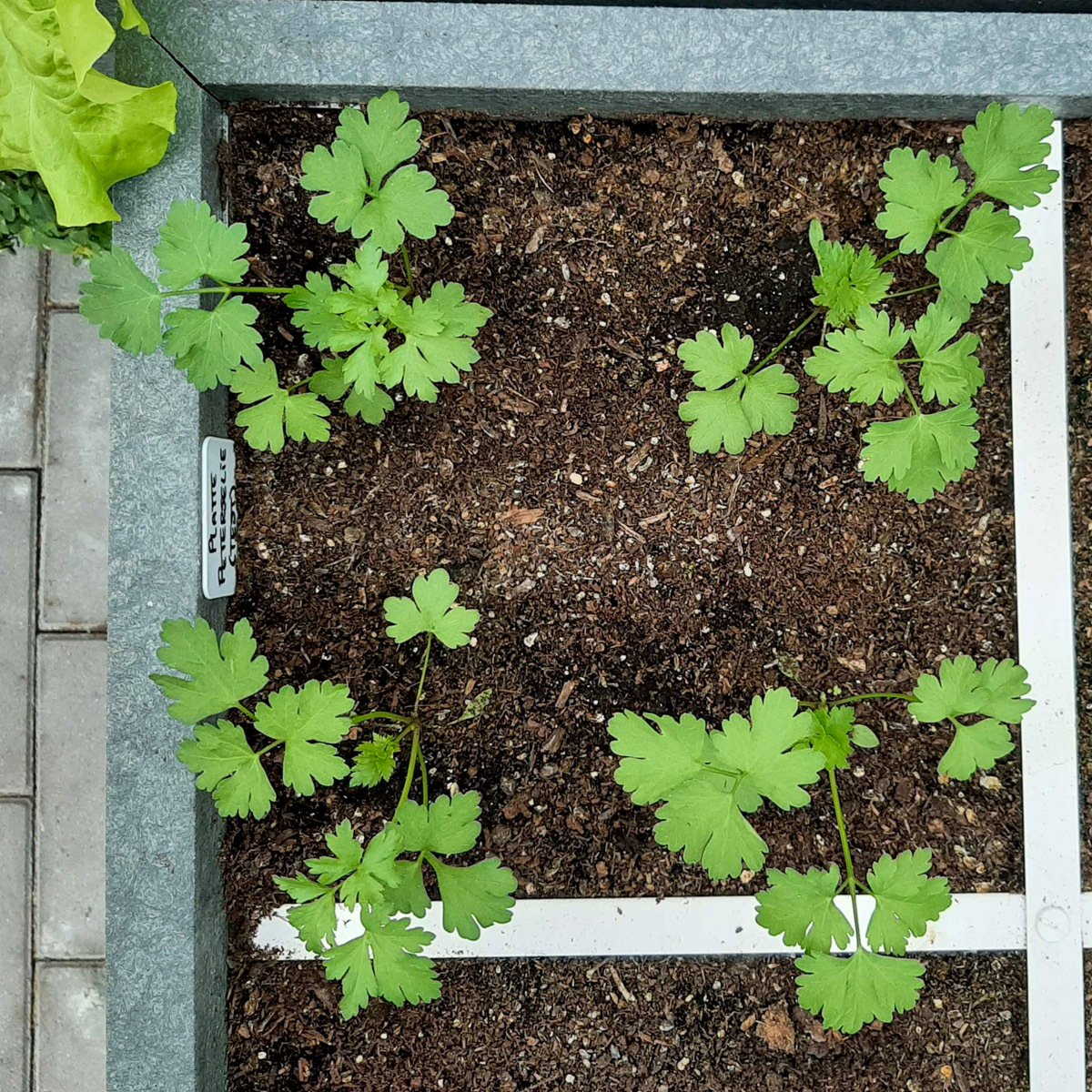 Kleine platte peterselieplantjes in de Makkelijke Moestuin