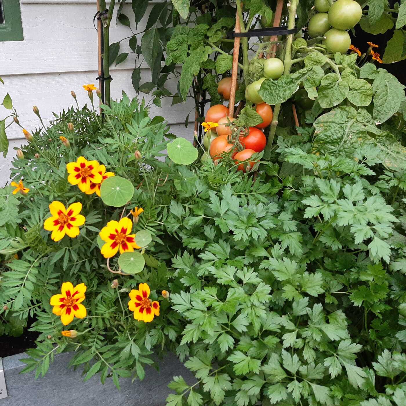 Platte Peterselie in de Makkelijke Moestuin Hero tafelbak van Sonja-MM
