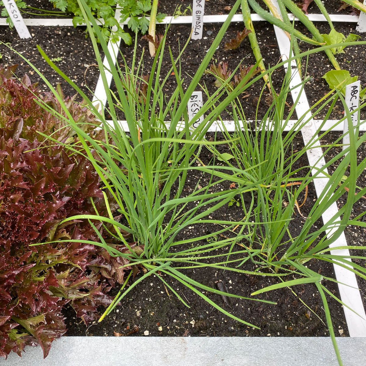 Vier grotere Chinese bieslookplantjes in een vak