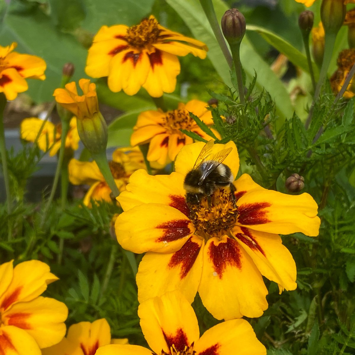 Afrikaantjes met enkelvoudige bloemen: ideaal voor bijen