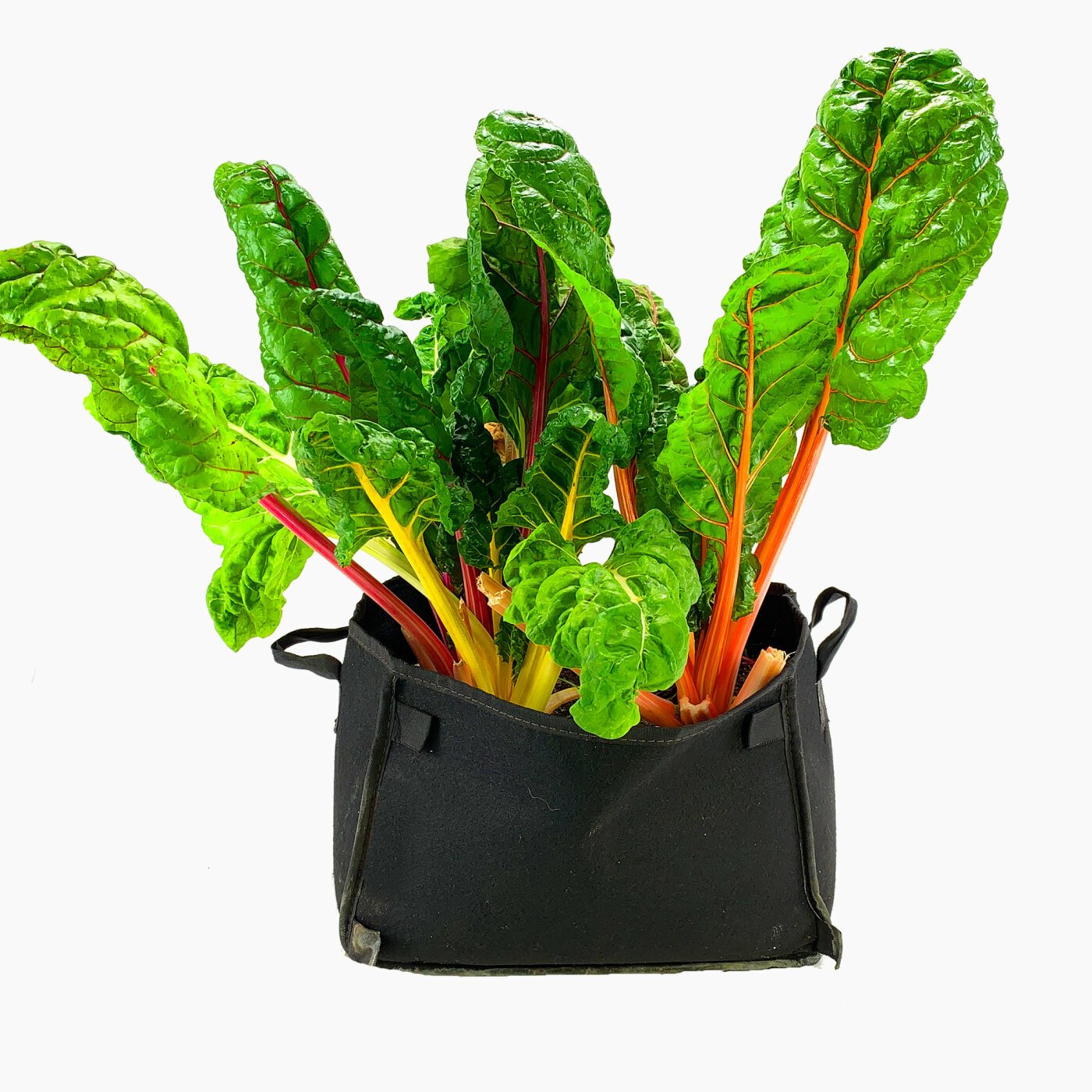 Chard in a MM-Mini grow bag