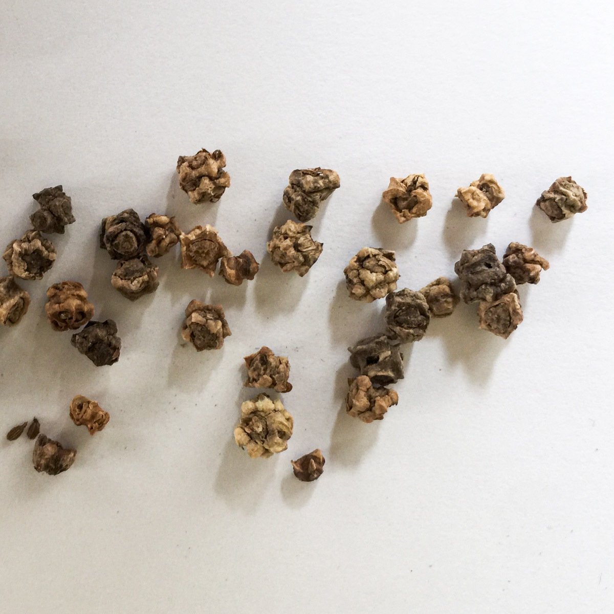 Chard seeds in the Makkelijke Moestuin