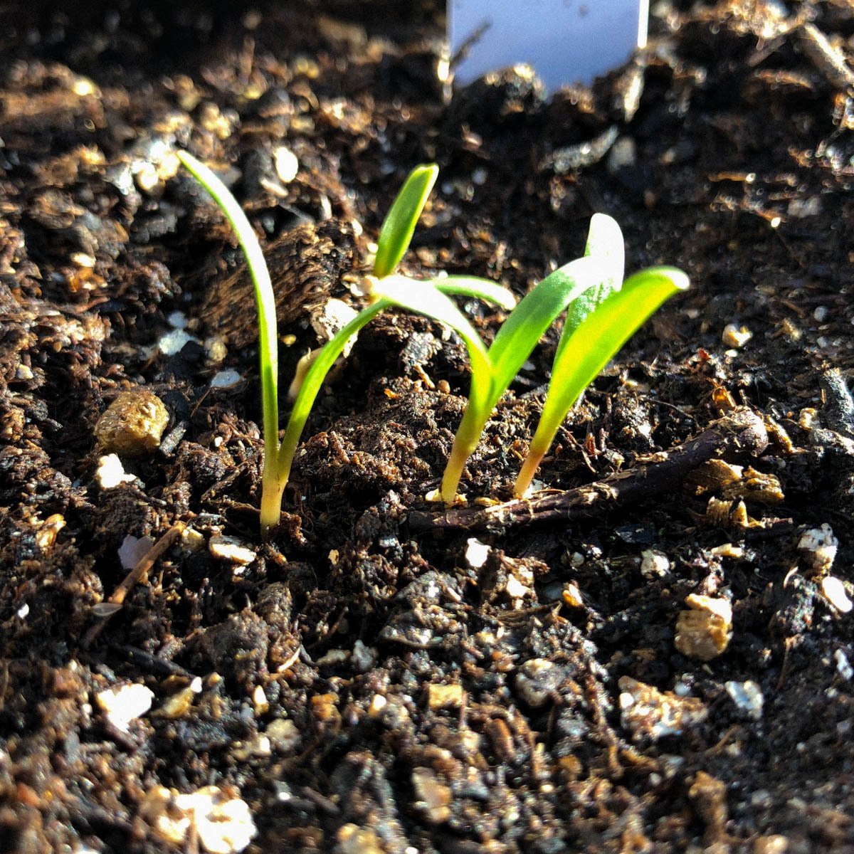 Chard seedlings