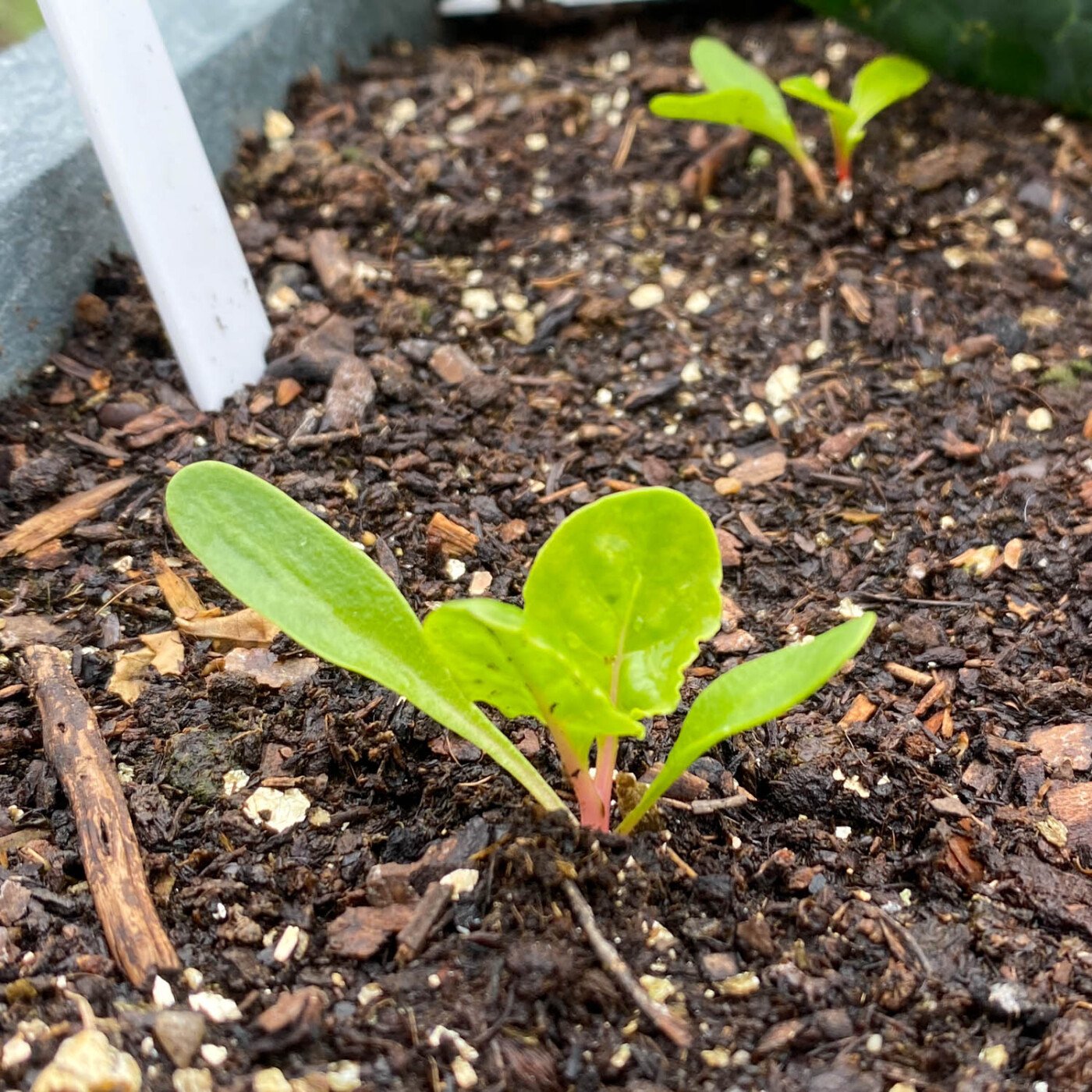 Chard seedlings already have their colored stems