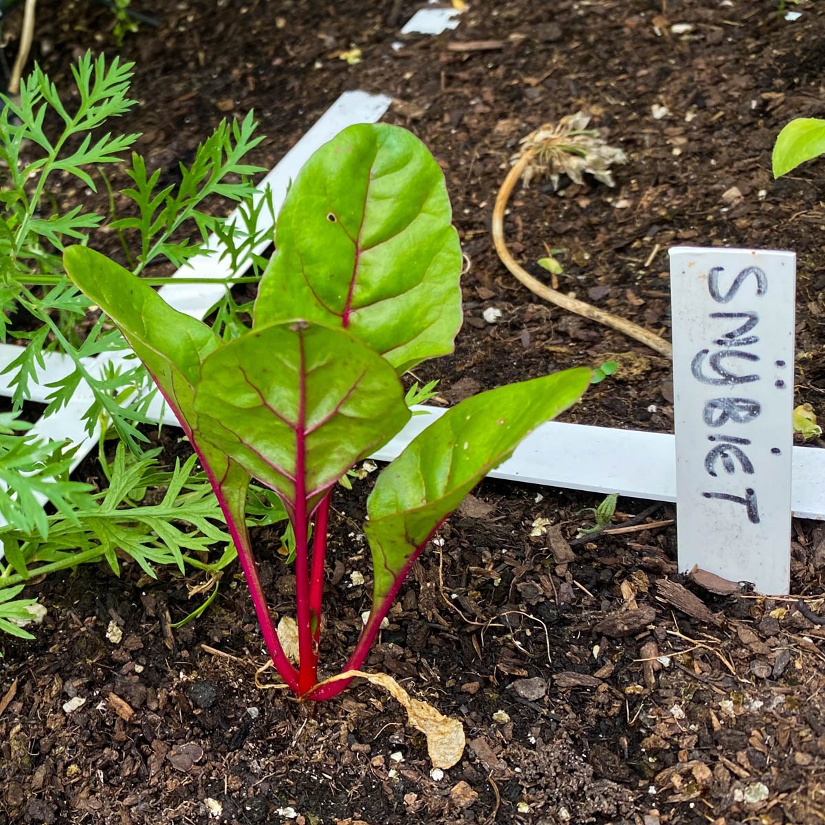 Small rainbow chard plant in the Makkelijke Moestuin