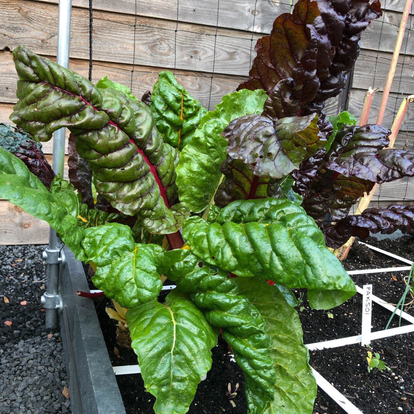 Mature chard in the Makkelijke Moestuin