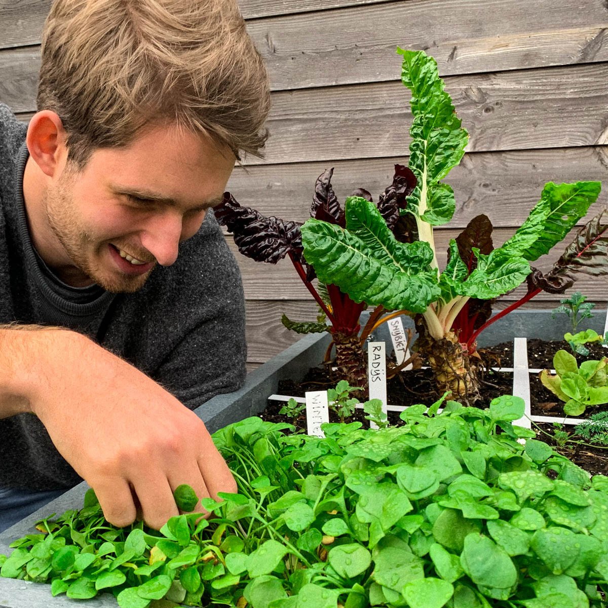 End of January: chard from last year in the Makkelijke Moestuin
