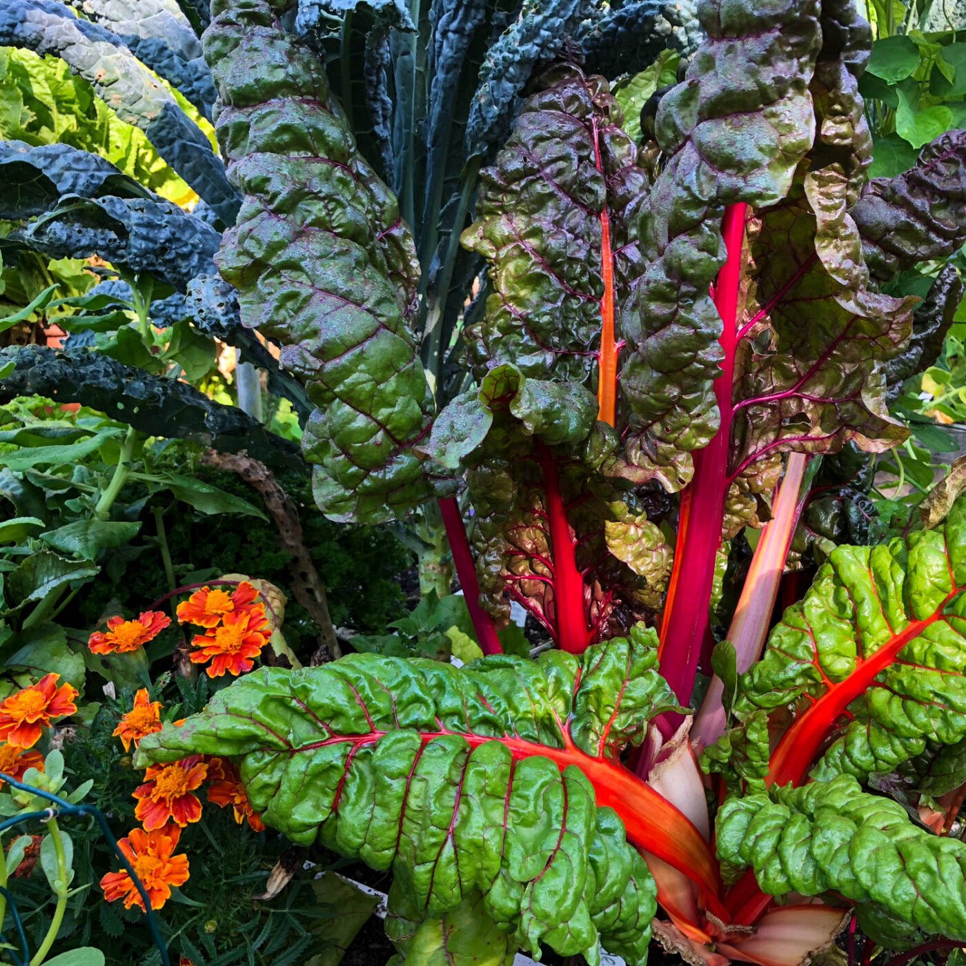 Chard at the end of summer in a Makkelijke Moestuin