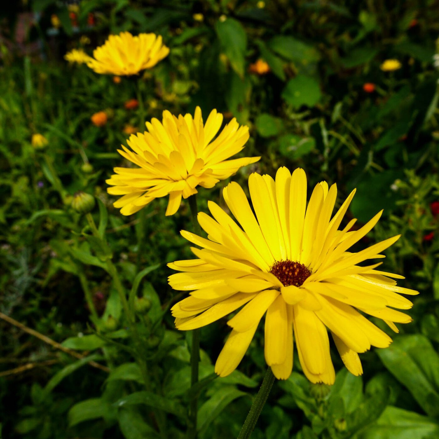 Marigold in the Planty Garden