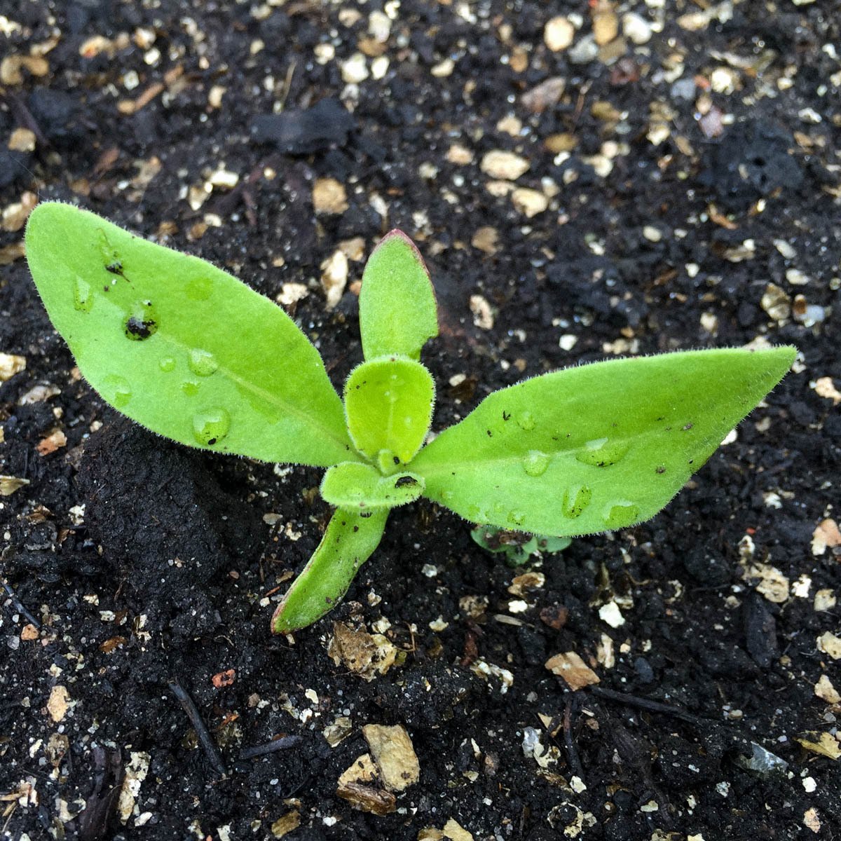 Small marigold seedling Planty Garden