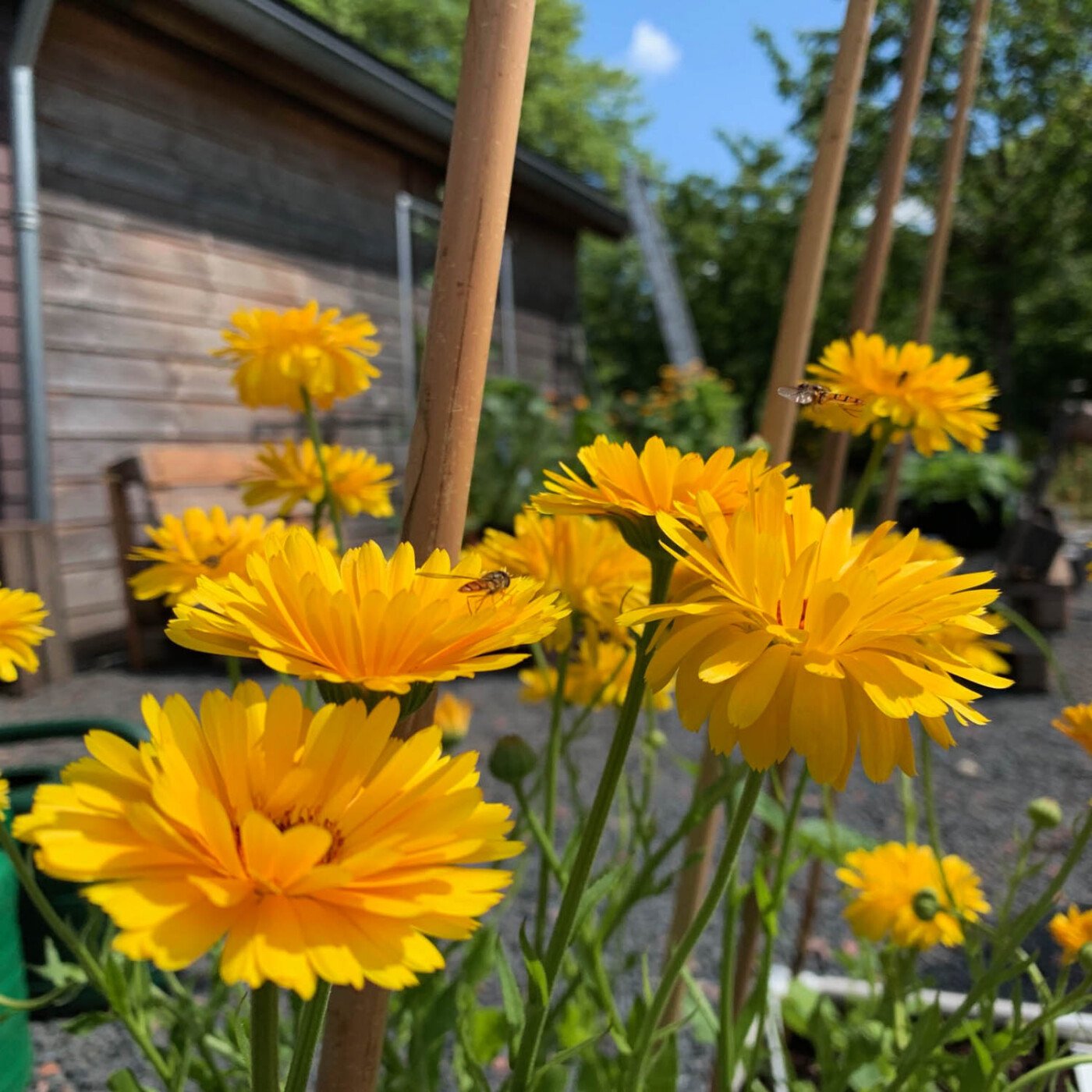 Flowering marigolds in a Planty Garden