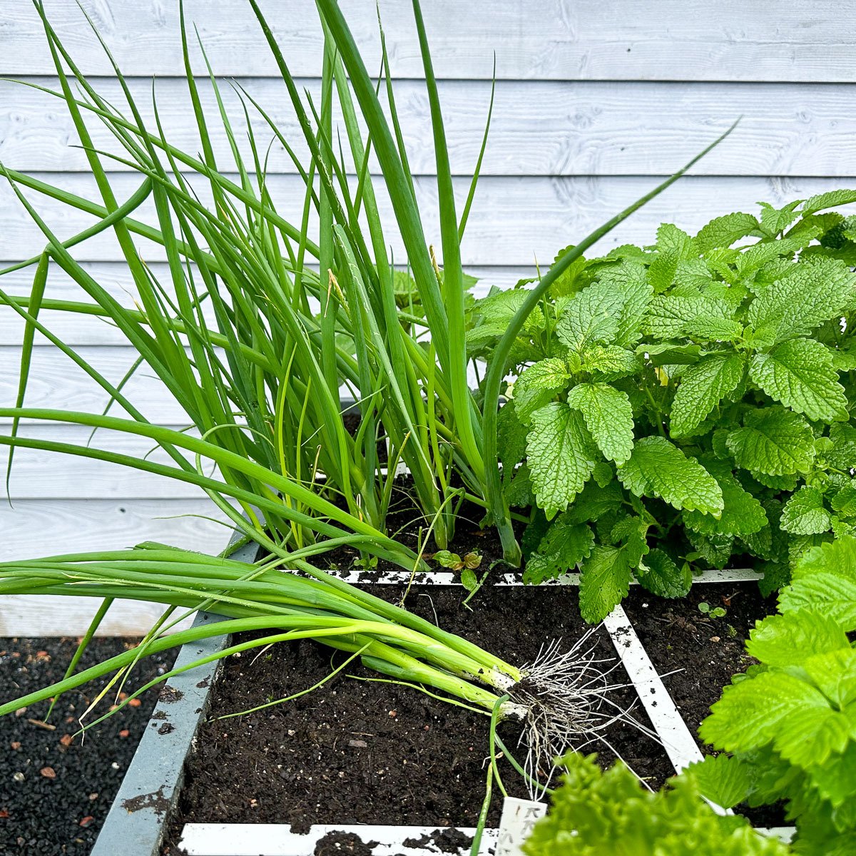 Eerste oogst lente-uien, de rest blijft staan om verder te groeien